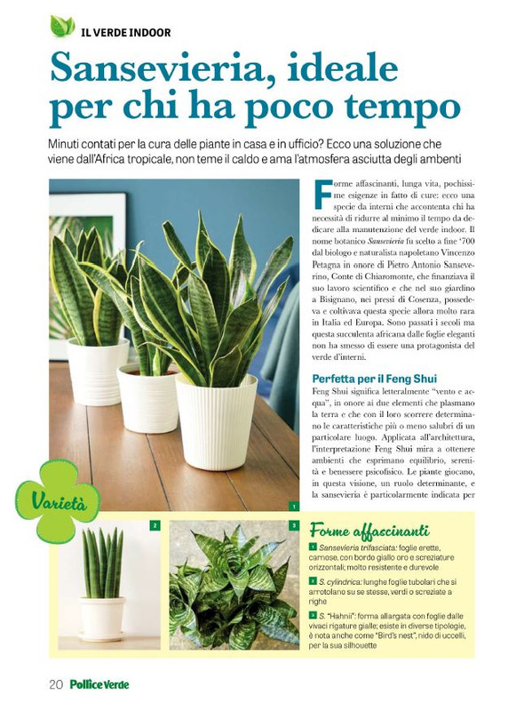 Pol Ver Set 2023 (3)