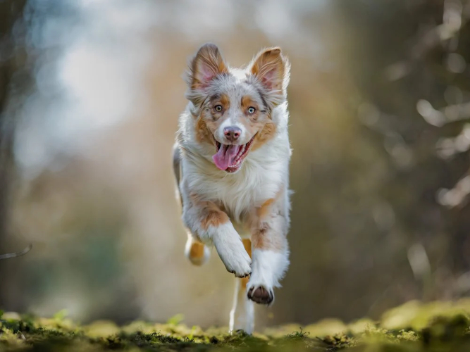 dog-day-2.jpg