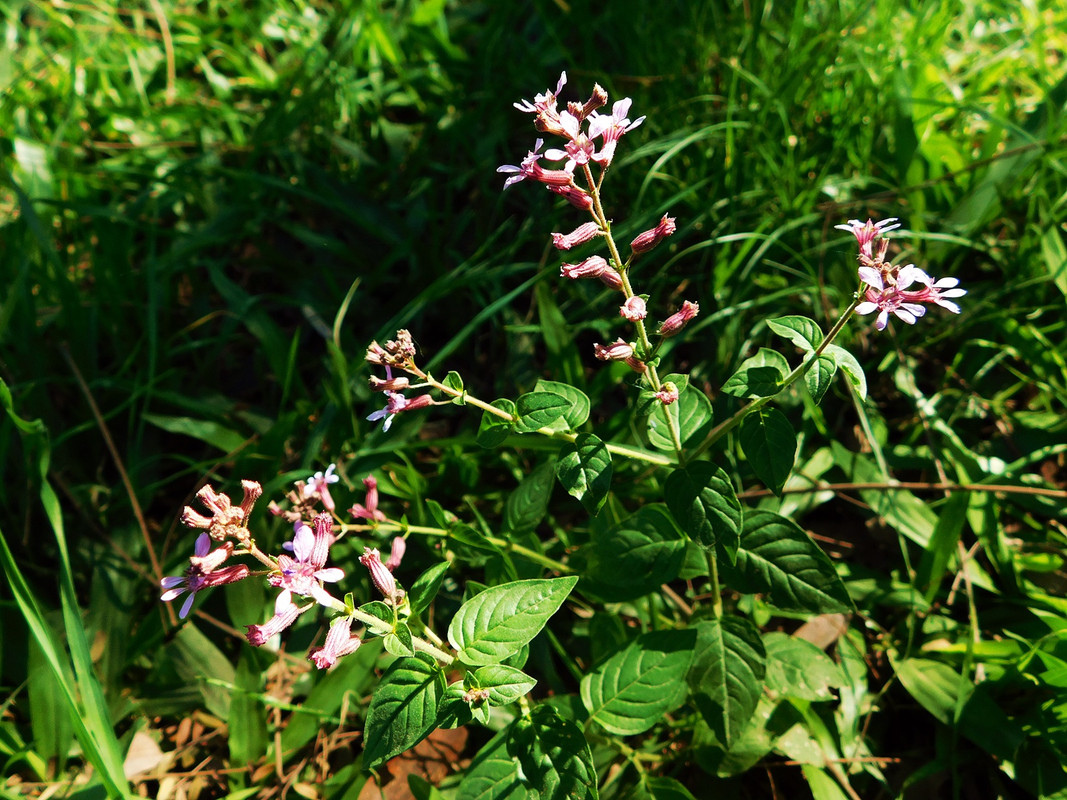 DSCN2002.jpg