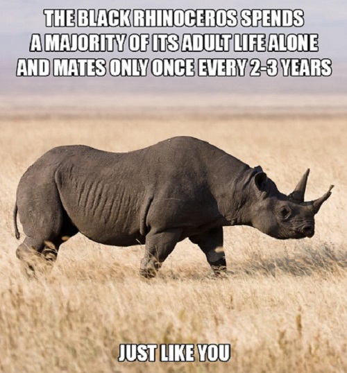 blackrhino.jpg