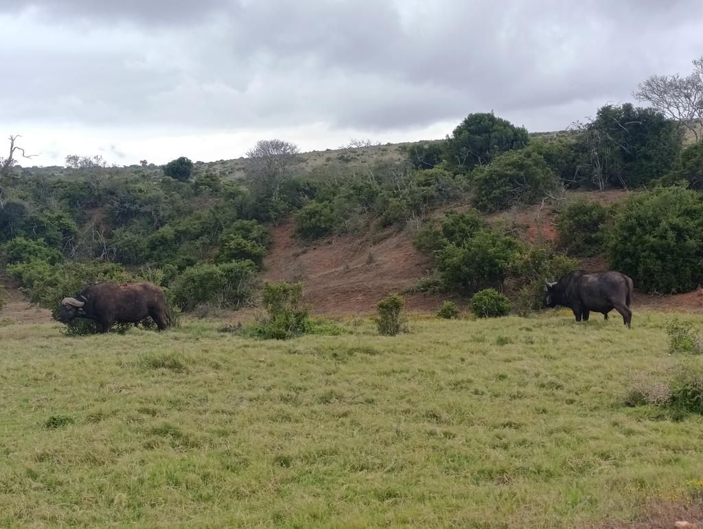 Такая близкая Африка. (ЮАР. 22 дня и 4200 км. Ноябрь-Декабрь)