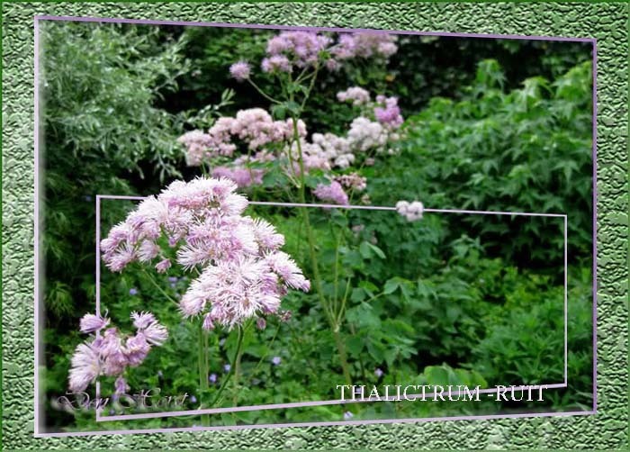 THALICTRUM-RUIT