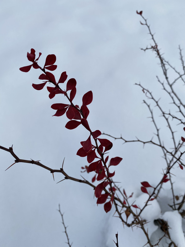 7539CCA4-A10D-4533-91EF-1F2D62AC0ED3