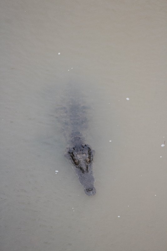 DIA 12: TRASLADO A DOMINICAL Y COCODRILOS EN TÁRCOLES - DE TORTUGAS Y PEREZOSOS. COSTA RICA 2019 (11)