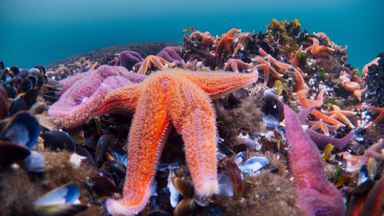 Blue Planet II S01E05 Green Seas (1080p x265 10bit Tigole).mkv_s