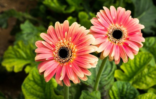 1663099422-2-mykaleidoscope-ru-p-gerbera-sadovaya-oboi-2