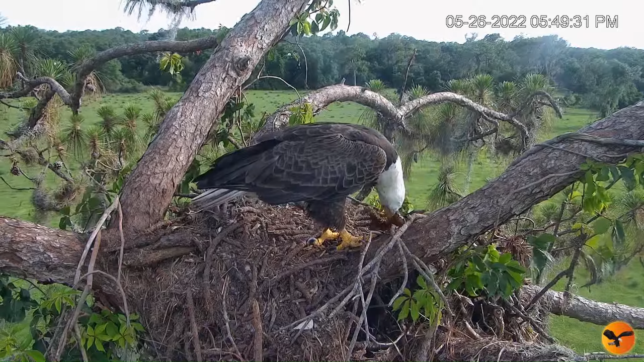 EC Nest Cam 5-23-56 screenshot (1)
