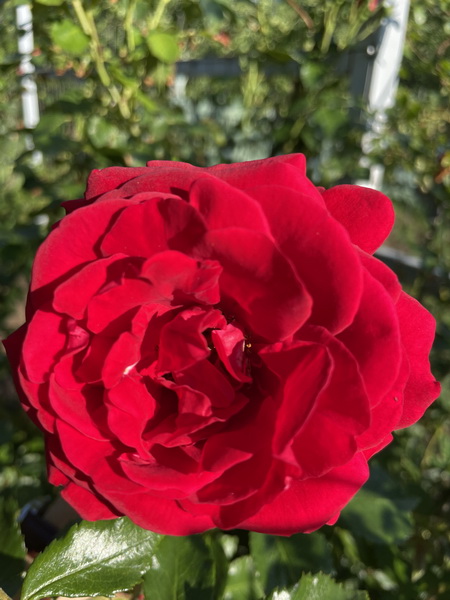 https://i.postimg.cc/7ZkDH84z/IMG-5226.jpg