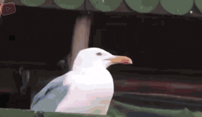 GIF-20250708-074604-078.gif