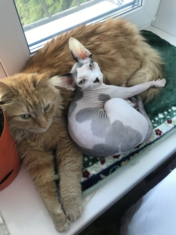 C32-B767-F-2-F4-A-45-B8-9016-103-EC761-E