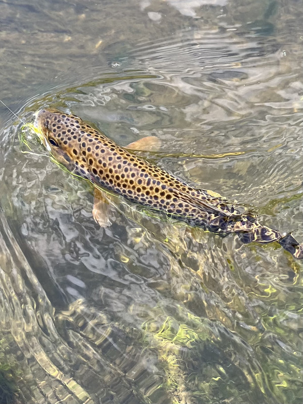 71139595795__6914C644-CCDE-4B39-9D13-B575D1760EB9