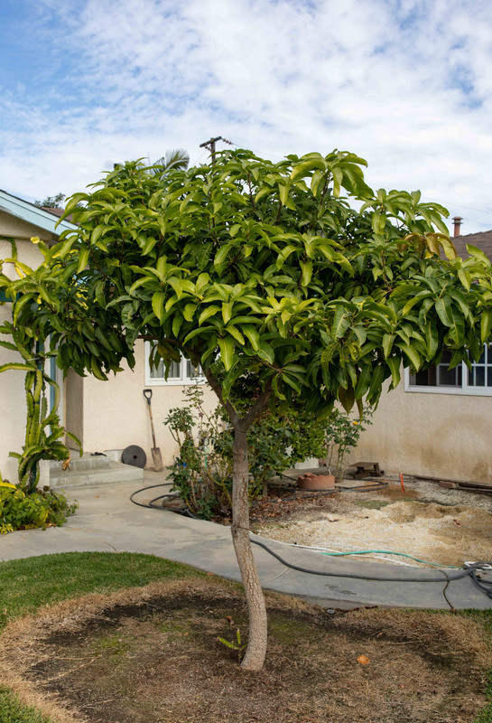 8U1A5454  Sweet Tart Mango Tree with Lush Growth (11-1-2020)