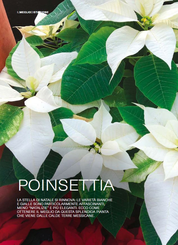 Il Mio Giar Dic 2025 Gen 2026 (1)