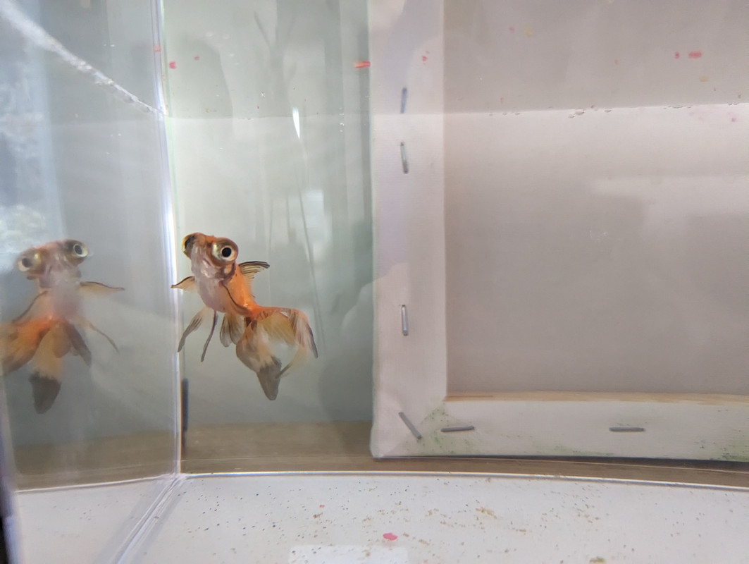 PXL_20240319_122302843.MP