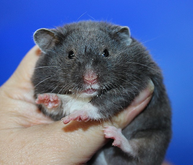 Авоська 21.04.22-02