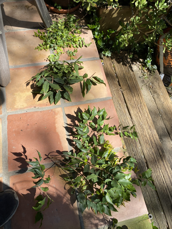 16832F56-F06A-415E-A386-18102E3FE036