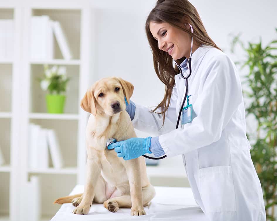 Veterinaria