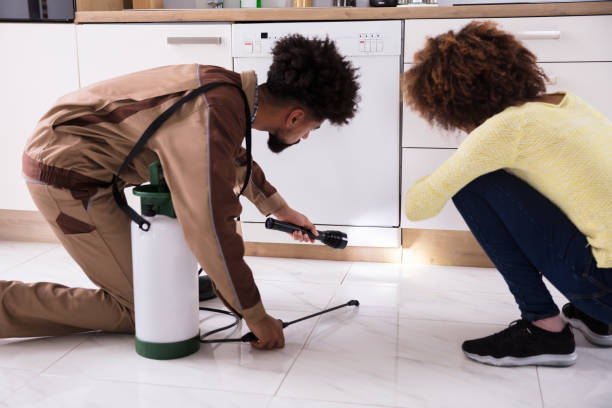 Pest problem before treatment