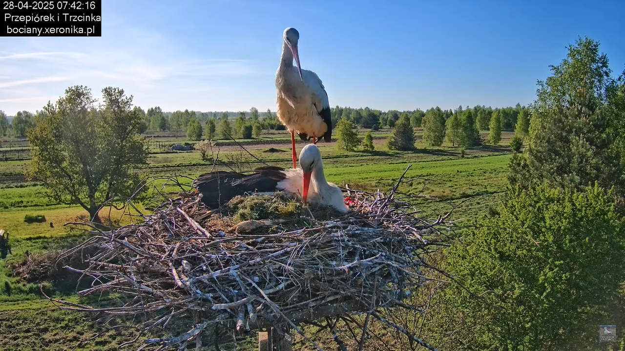 28042025bociany10