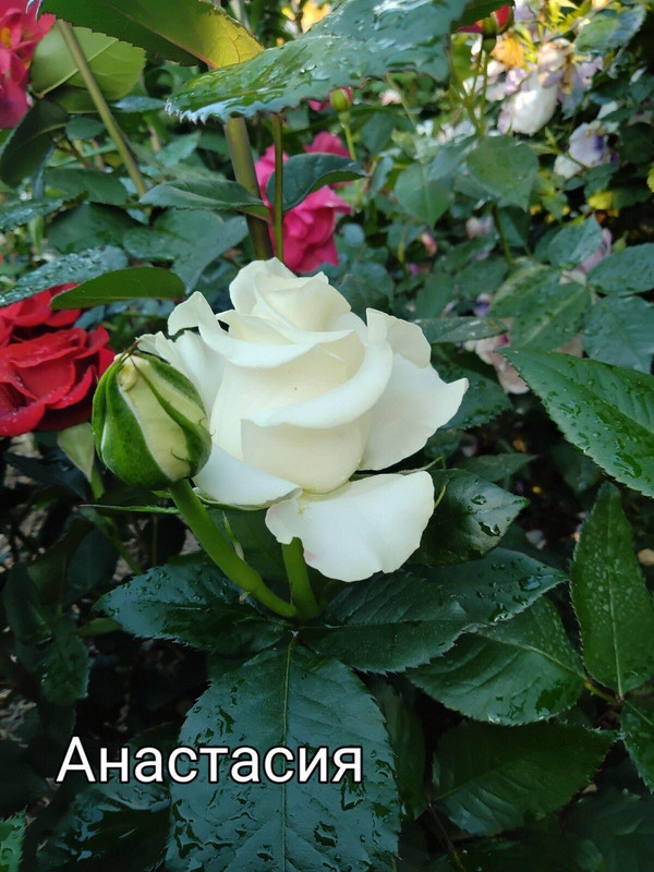 IMG_20250304_111147