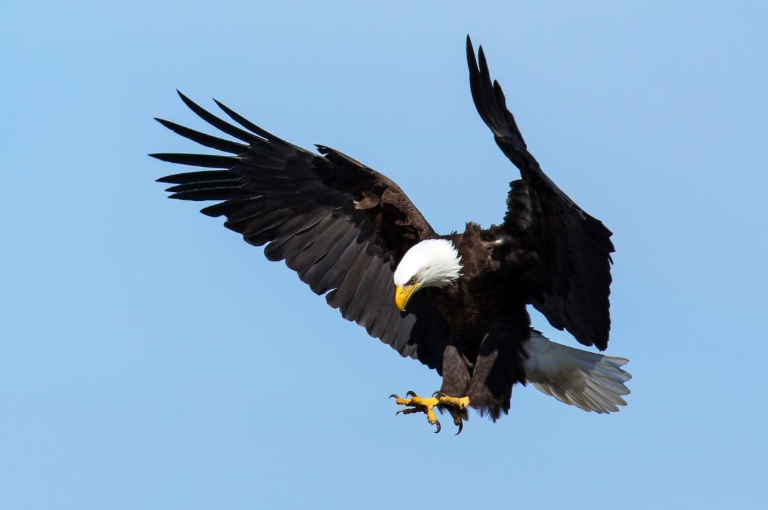 Is a Harpy Eagle a Producer Consumer or Decomposer?