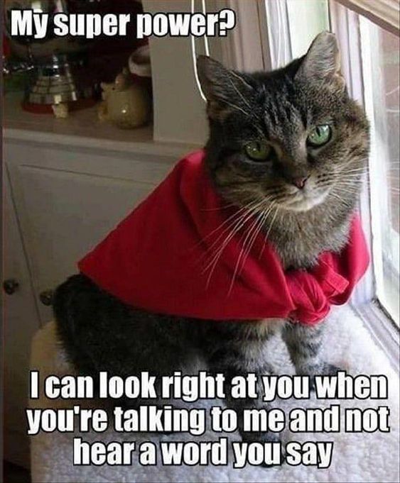 Cat Humor #8