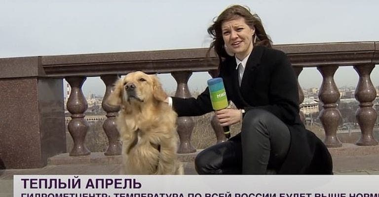 Perrito le roba el micrófono a una reportera y se vuelve viral