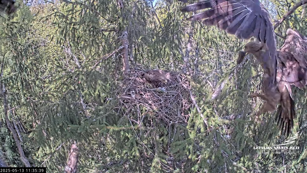 LVM mazais ērglis Lisiņa, egle2 – Lesser Spotted Eagle 14-50-4 screenshot