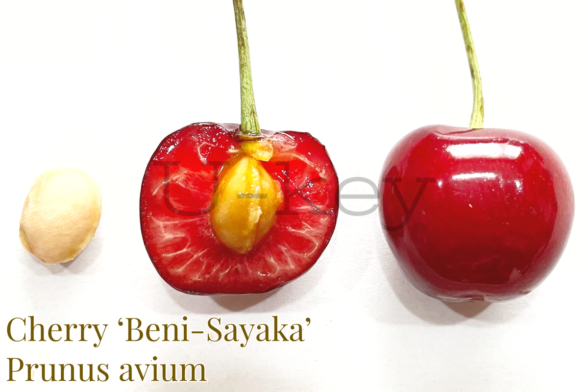 503D16C3-3338-49CD-A969-FE48227D65EC