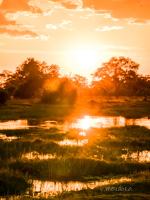 Moremi: la joya de la corona, donde te emocionarás a cada instante. - Botswana y Cataratas Victoria: la esencia de África y maravilla natural (5)