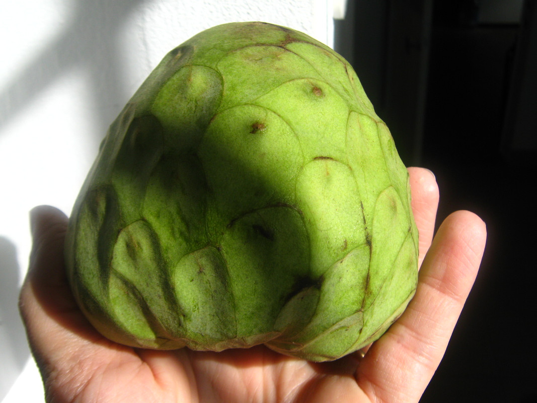 chirimoya_-la-salida-chile-20141010T093929