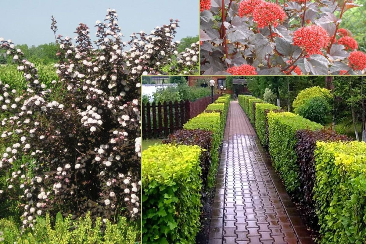 1582127903_12-p-puzireplodnik-v-landshaftnom-dizaine-49