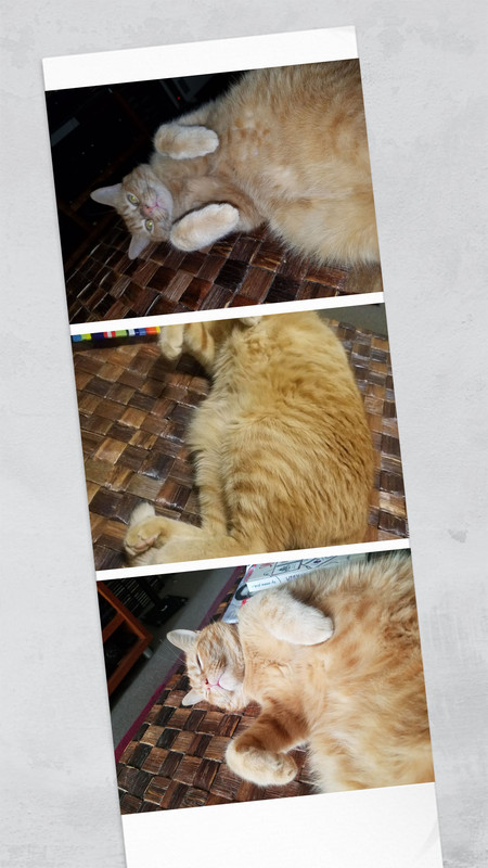 20200126-154742-COLLAGE.jpg