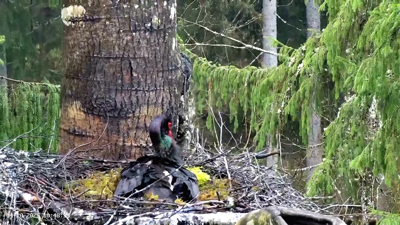 vlcsnap-2025-04-20-09h49m51s118