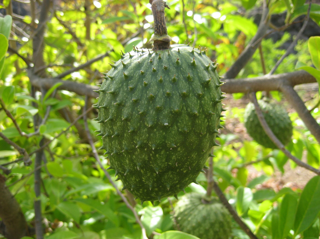IMG_7301 Annona marcgravii