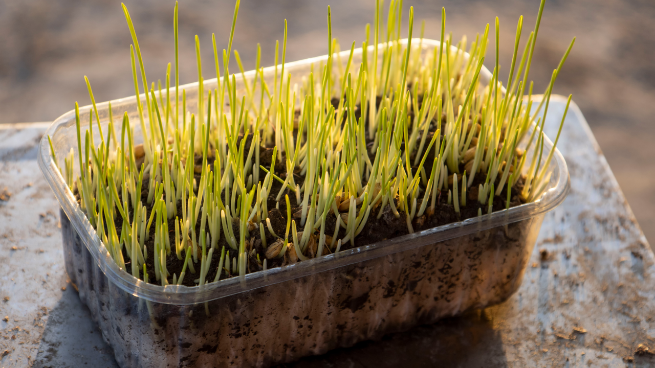 Wheatgrass Microgreens