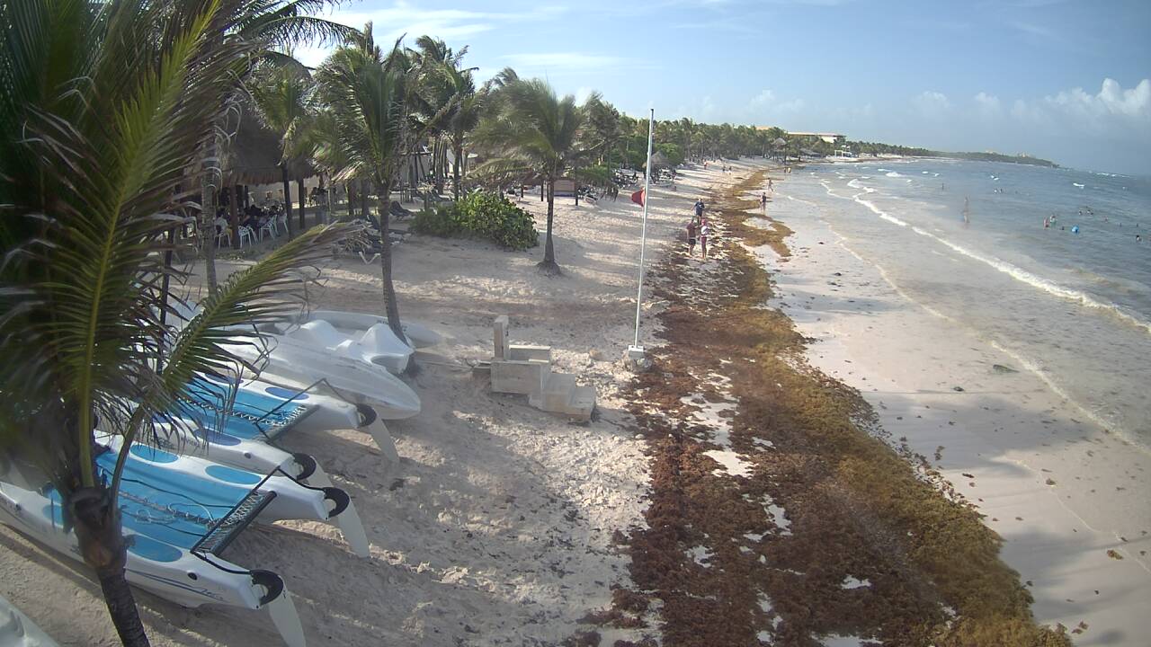 Algas en las playas de Riviera Maya (Sargazo) - Foro Riviera Maya y Caribe Mexicano