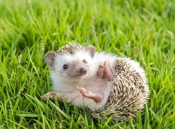 [صورة: hedgehogs-facts-10071-2-1667802965.webp]
