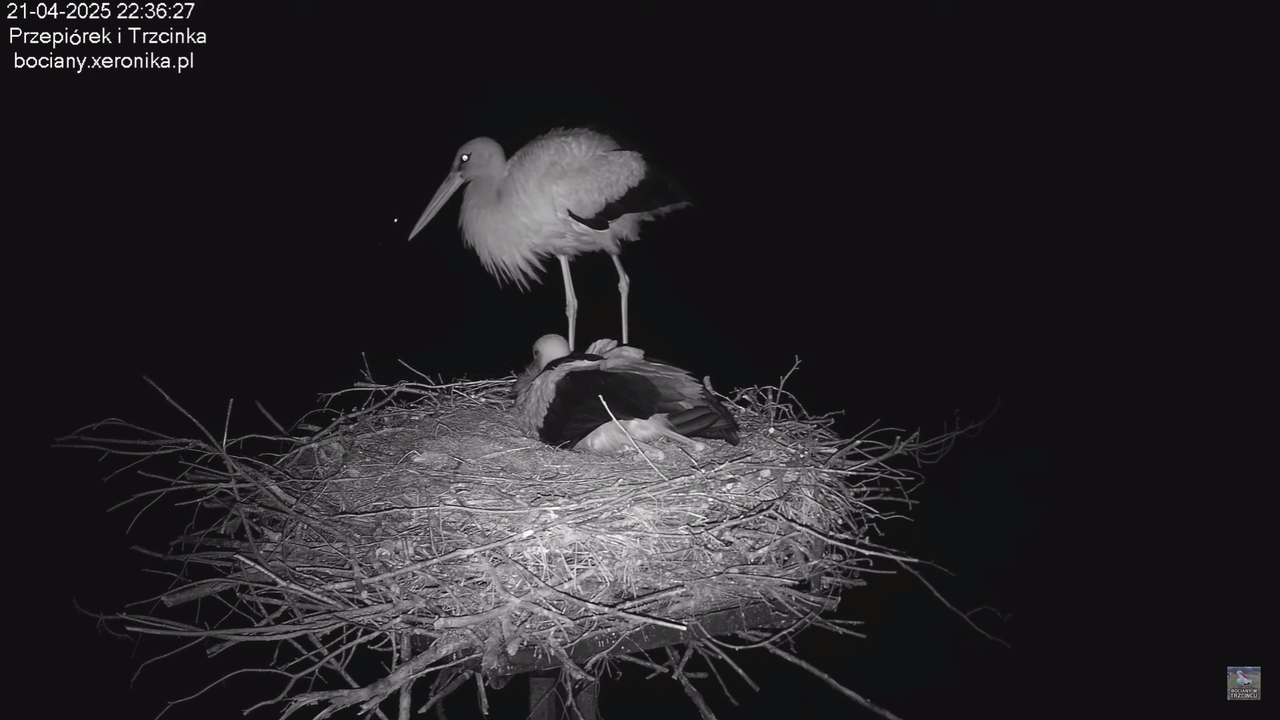 21042025bociany_2