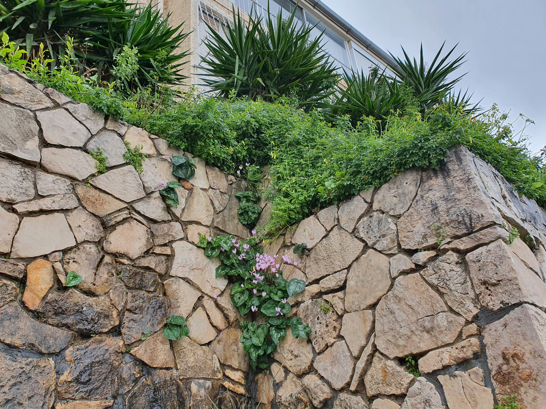 Цикламен (альпийская фиалка) в углу каменной ограды в Хайфе