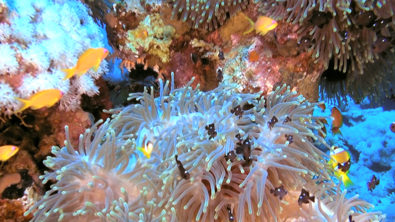 vlcsnap-2023-12-21-21h55m45s633