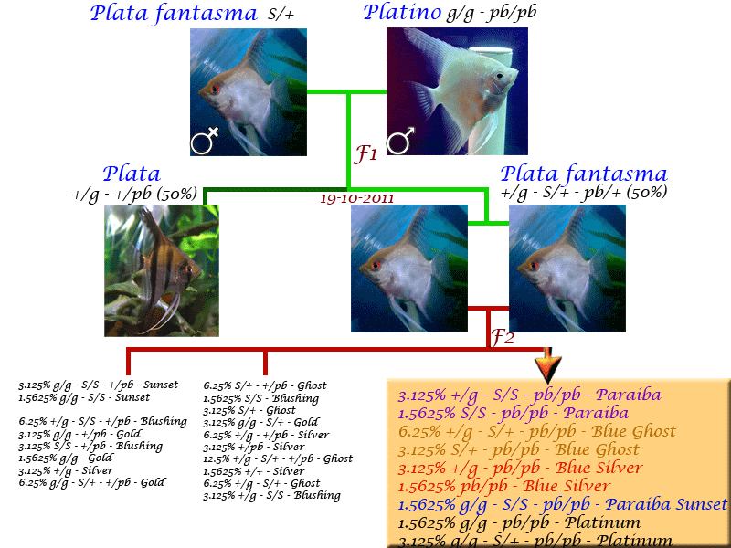 panzitas-1.gif