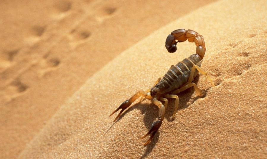 Скорпионы - удивительные тайны ядовитых паукообразных и их скрытые способности Скорпионы - удивительные тайны ядовитых паукообразных и их скрытые способности