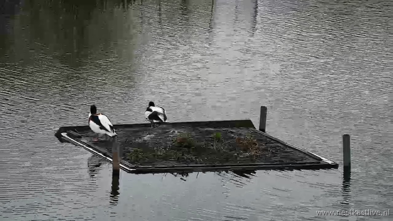 snapshot 2026 04 02T094827 525