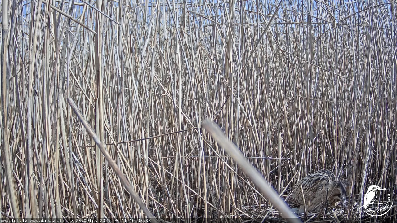 Lielais dumpis (Botaurus stellaris) Engurē - LDF tiešraide 6-53-23 screenshot