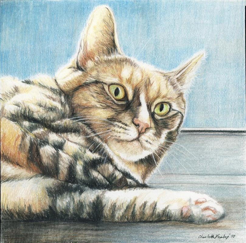 1-tabbycatcp