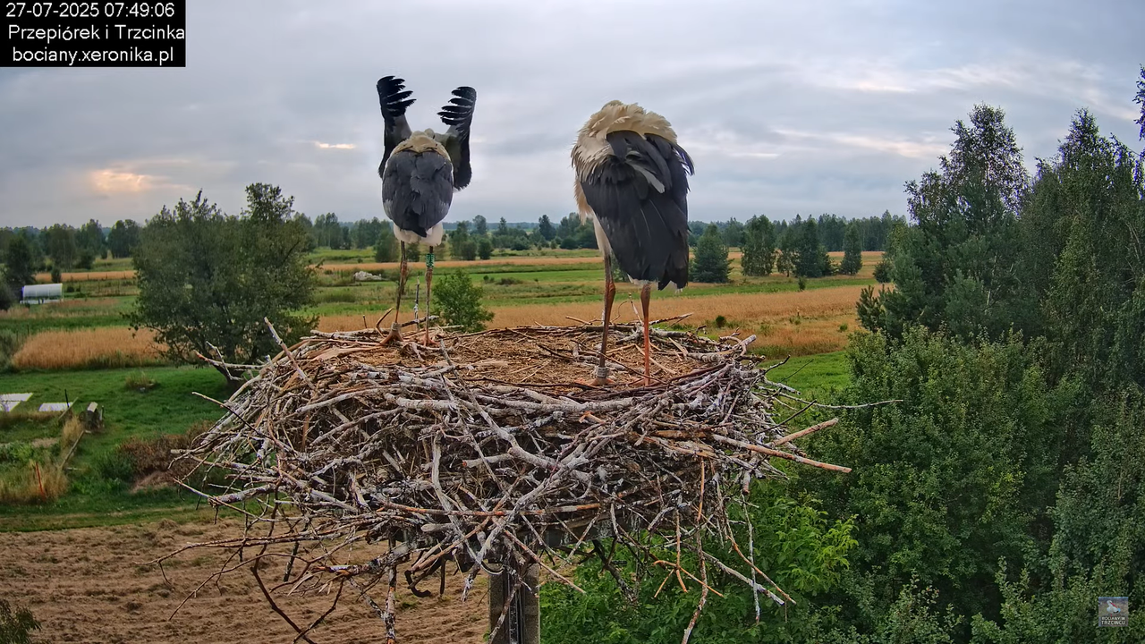 27072025bociany19