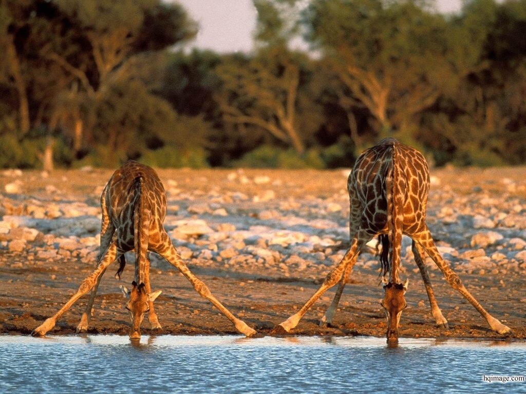 Giraffes_drinking