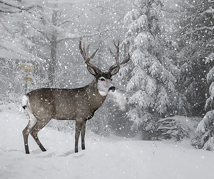 Mule-Deer-small