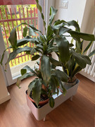 IMG-3646